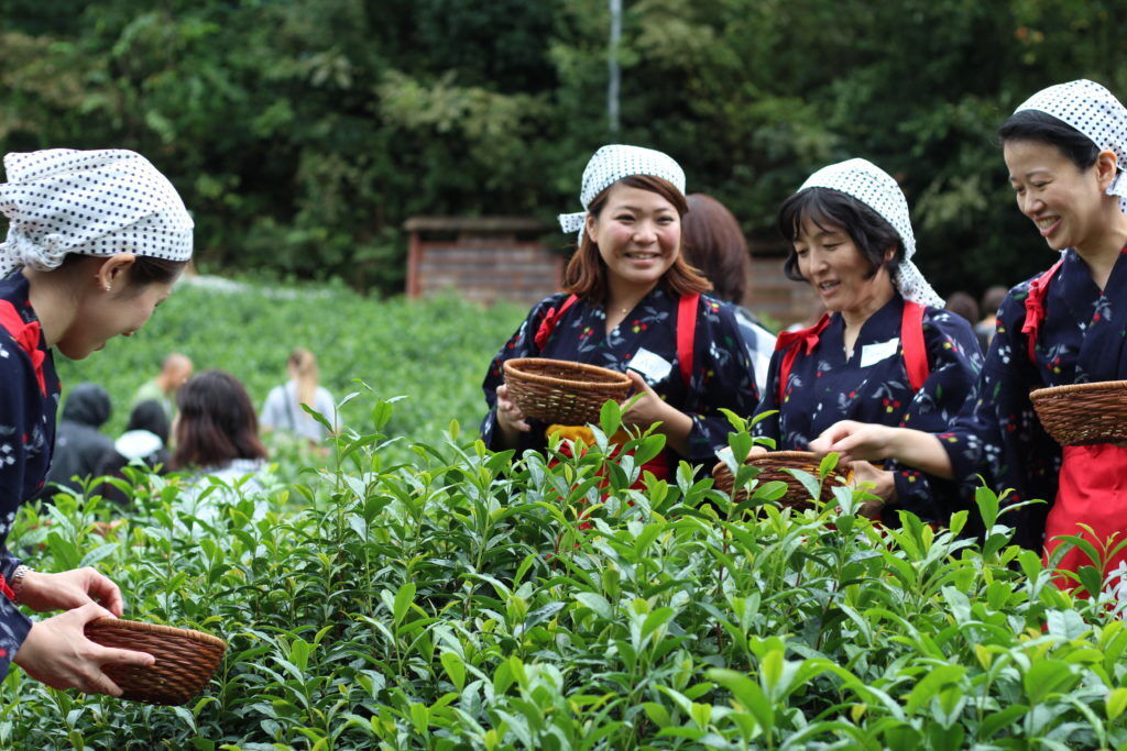 Mujeres realizando la primera recogida del futuro té matcha