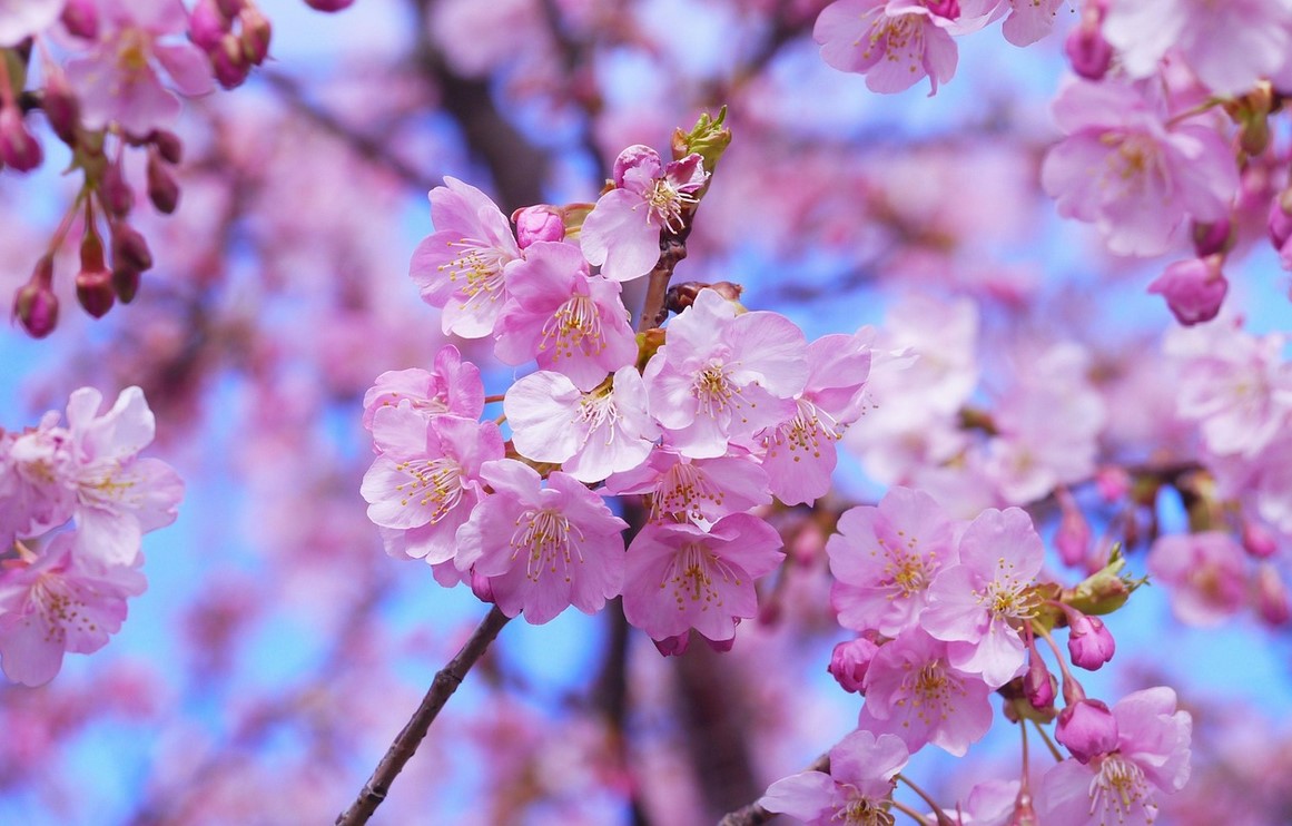 sakura